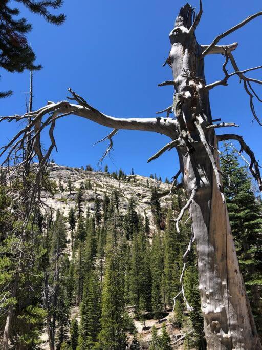 Mammoth Awesome Location-1 Min To Shuttles & Food! Toml-Cpan-11402 Lejlighed Mammoth Lakes Eksteriør billede